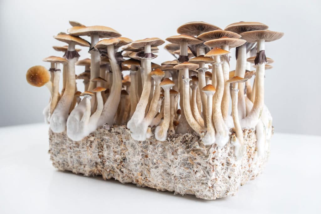 psychedelic magic mushrooms grow psilocybe